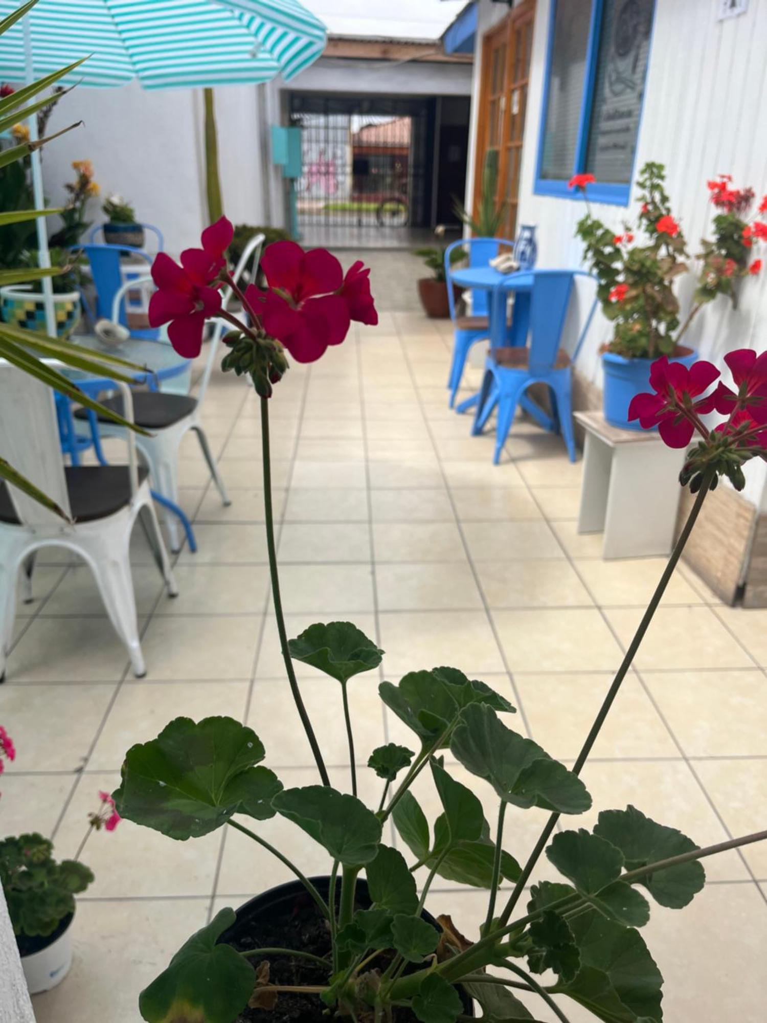 Hostal Avenue Ла-Серена Екстер'єр фото